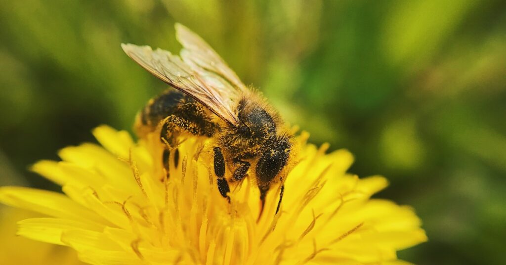 ett bi som sitter på en maskros