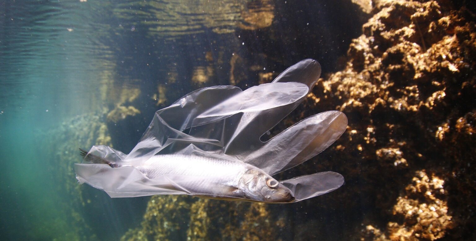 beelife plast i haven